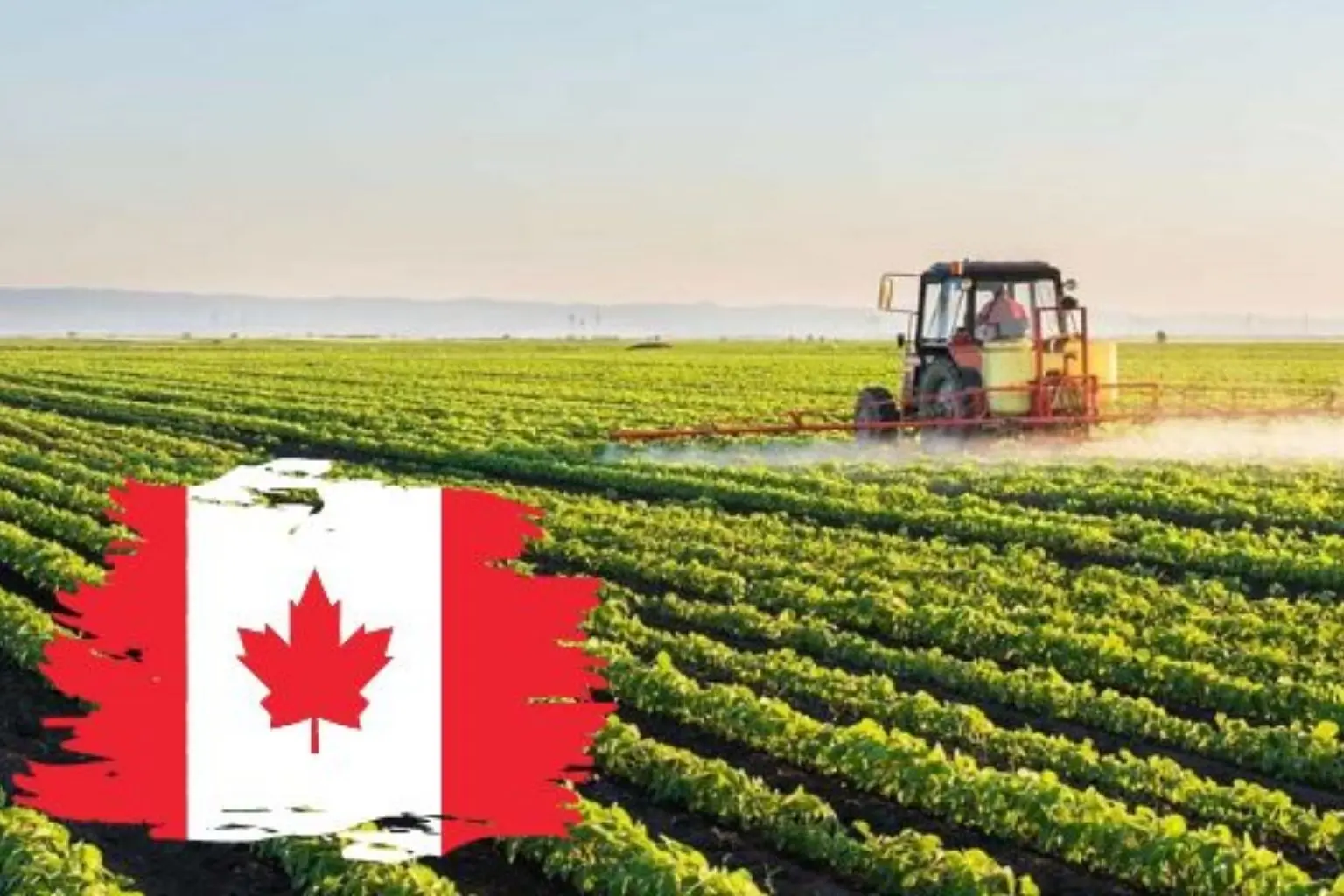 Sự thật về cuộc sống đi làm nông nghiệp tại Canada