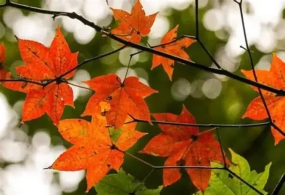 Biểu tượng văn hóa Canada