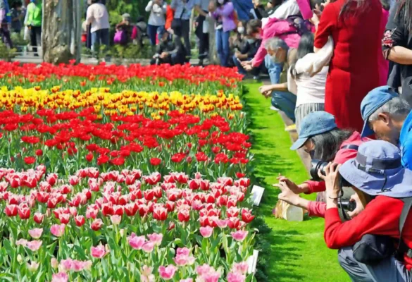 Lễ Hội Hoa Tulip Ở Ottawa