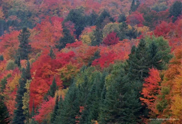 Mùa thu Canada tại Công viên Tỉnh Algonquin, Ontario ( nguồn Algonquin)