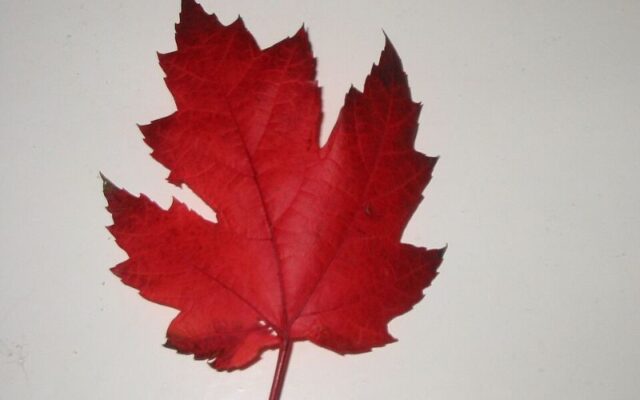 Lá Phong (Maple Leaf)