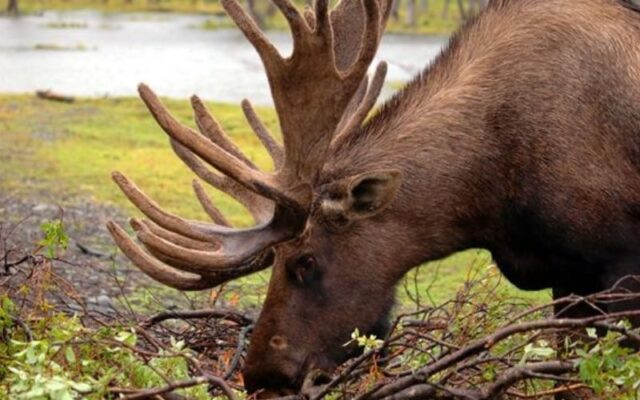 Nai sừng tấm khổng lồ (moose)
