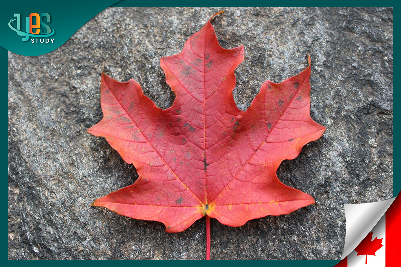Top 10 national symbols of Canada